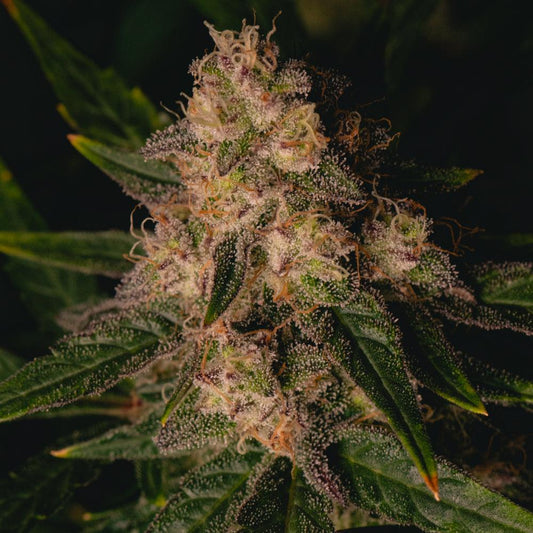 Garlic Cookies | Feminisierte Cannabissamen - Cannabisverein Recklinghausen e.V.