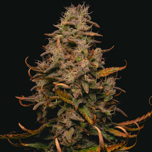 Forbidden Fruit Cake | Feminisierte Cannabissamen - Cannabisverein Recklinghausen e.V.