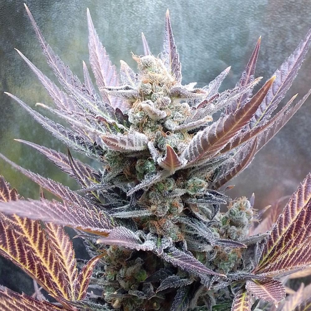 Cherry Cookies | Feminisierte Cannabissamen - Cannabisverein Recklinghausen e.V.