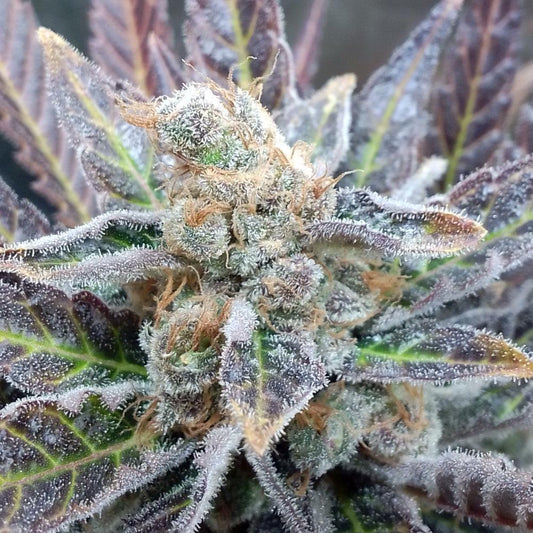 Cherry Cookies | Feminisierte Cannabissamen - Cannabisverein Recklinghausen e.V.