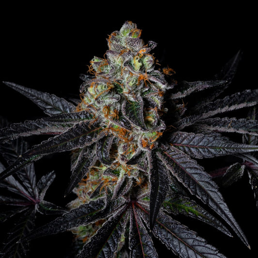Diamond Dust | Feminisierte Cannabissamen - Cannabisverein Recklinghausen e.V.