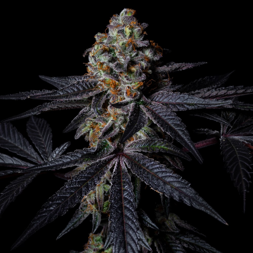 Diamond Dust | Feminisierte Cannabissamen - Cannabisverein Recklinghausen e.V.