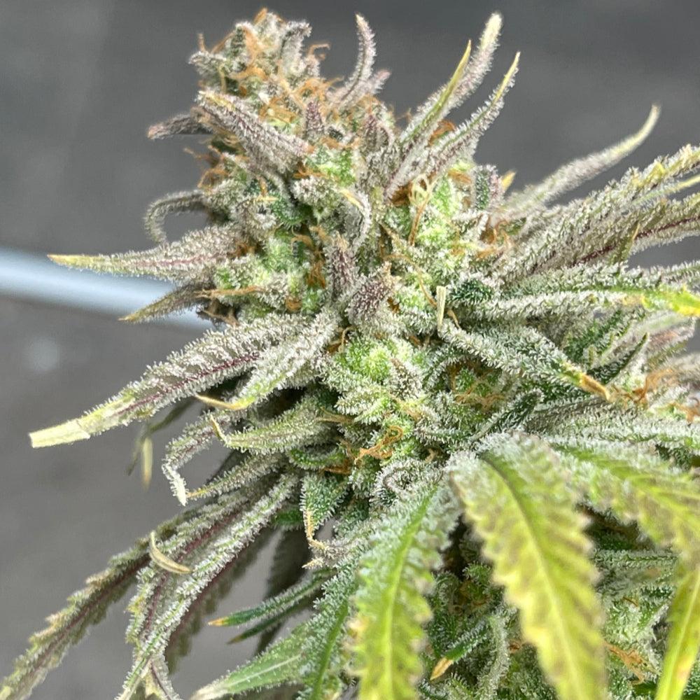 Forbidden Fruit Cake | Feminisierte Cannabissamen - Cannabisverein Recklinghausen e.V.