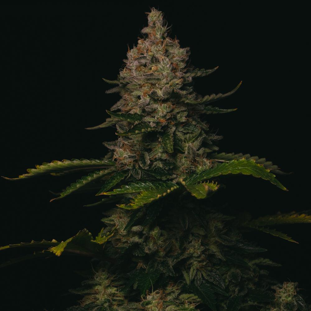 Gorilla Cookies | Feminisierte Cannabissamen - Cannabisverein Recklinghausen e.V.