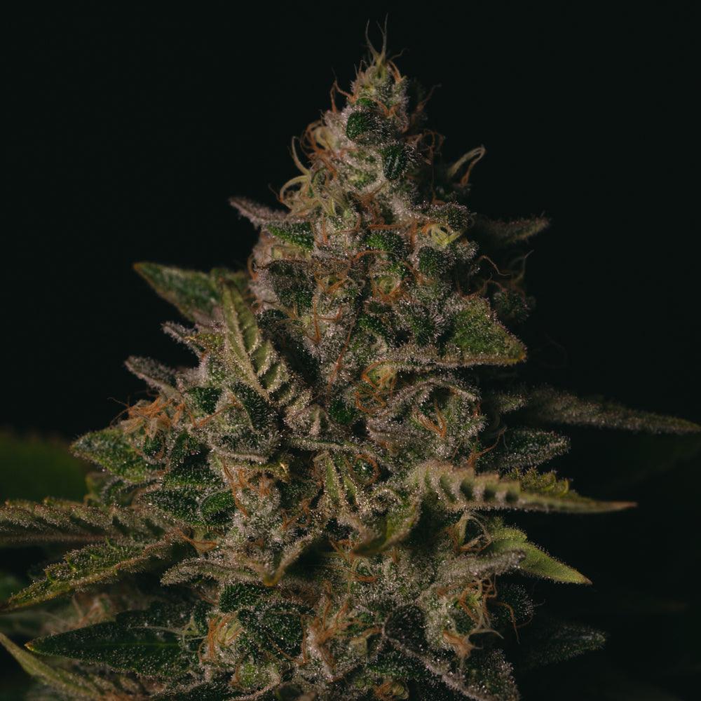 Gorilla Cookies | Feminisierte Cannabissamen - Cannabisverein Recklinghausen e.V.