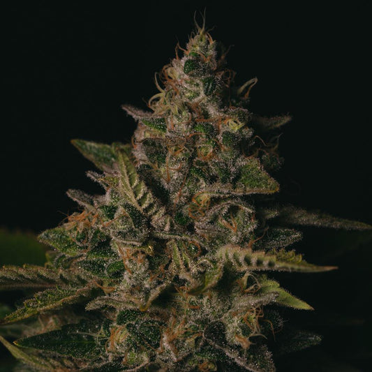 Gorilla Cookies | Feminisierte Cannabissamen - Cannabisverein Recklinghausen e.V.