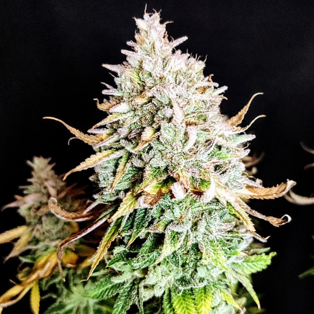 Grateful End OG | Feminisierte Cannabissamen - Cannabisverein Recklinghausen e.V.