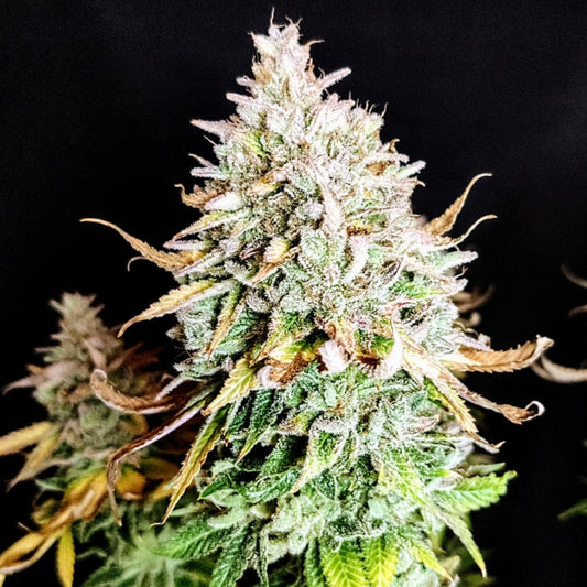 Grateful End OG | Feminisierte Cannabissamen - Cannabisverein Recklinghausen e.V.