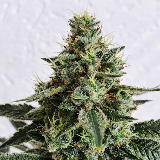 Lemon Storm | Feminisierte Cannabissamen - Cannabisverein Recklinghausen e.V.