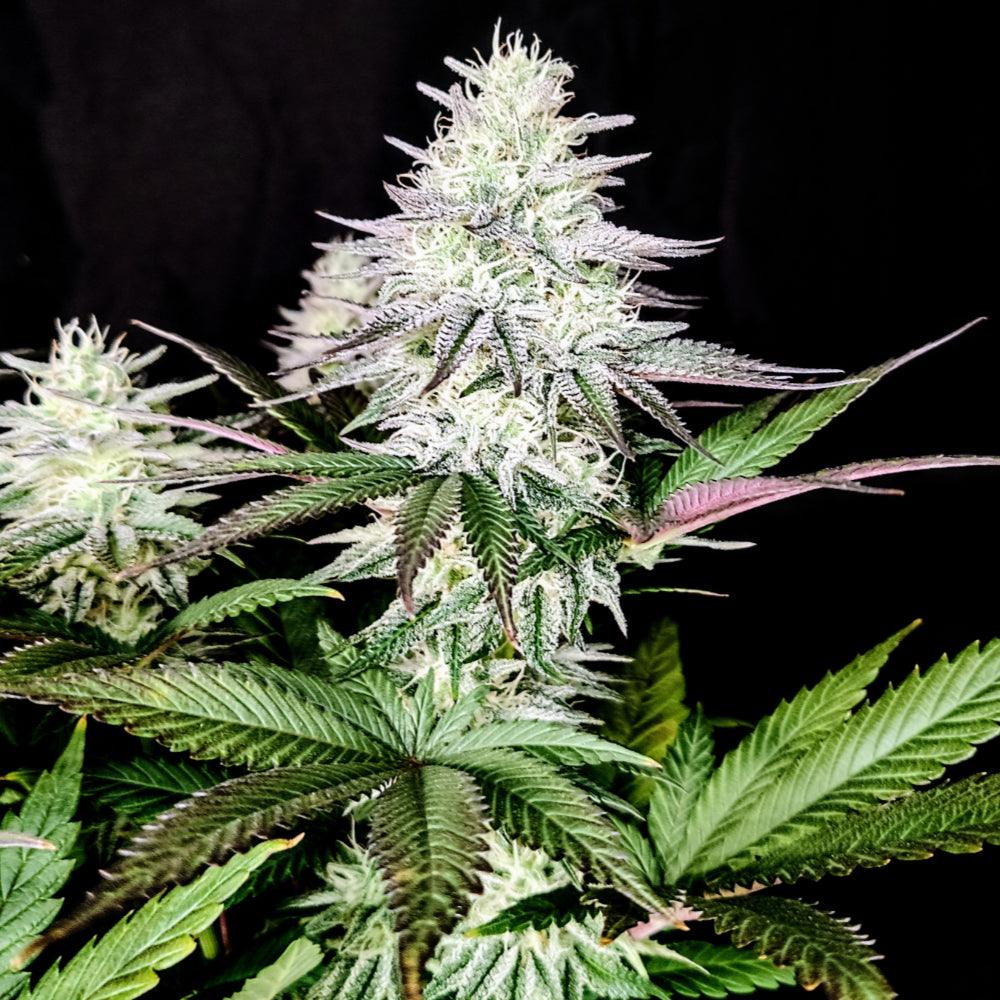 Pure Ice Cream | Feminisierte Cannabissamen - Cannabisverein Recklinghausen e.V.