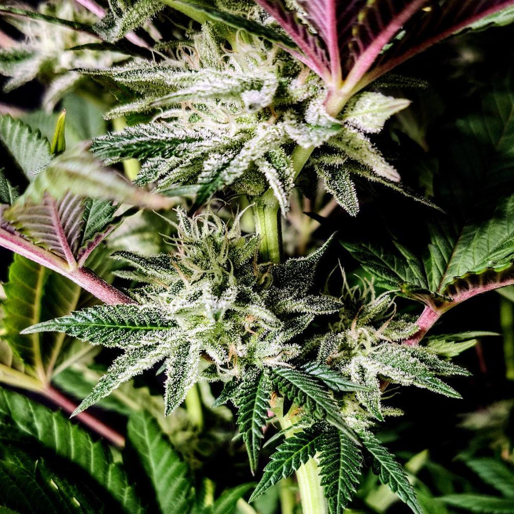 Pure Ice Cream | Feminisierte Cannabissamen - Cannabisverein Recklinghausen e.V.