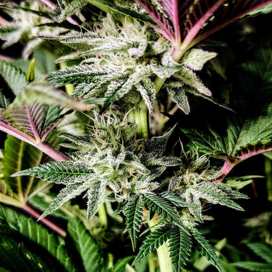 Pure Ice Cream | Feminisierte Cannabissamen - Cannabisverein Recklinghausen e.V.