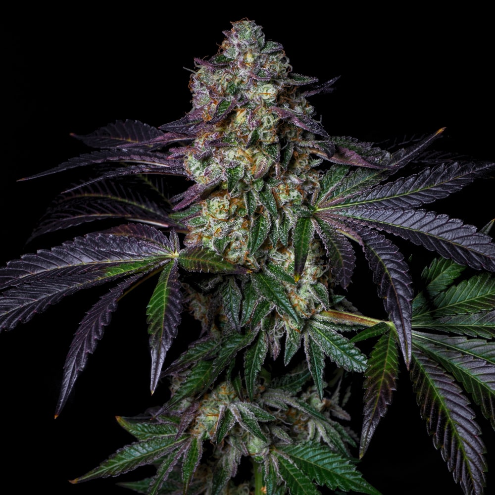 Kushmallow | Feminisierte Cannabissamen - Cannabisverein Recklinghausen e.V.