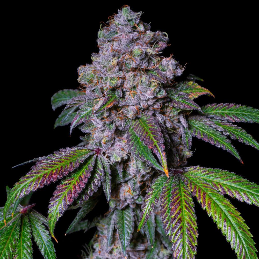 La Macedonia | Feminisierte Cannabissamen | Exotic Line - Cannabisverein Recklinghausen e.V.