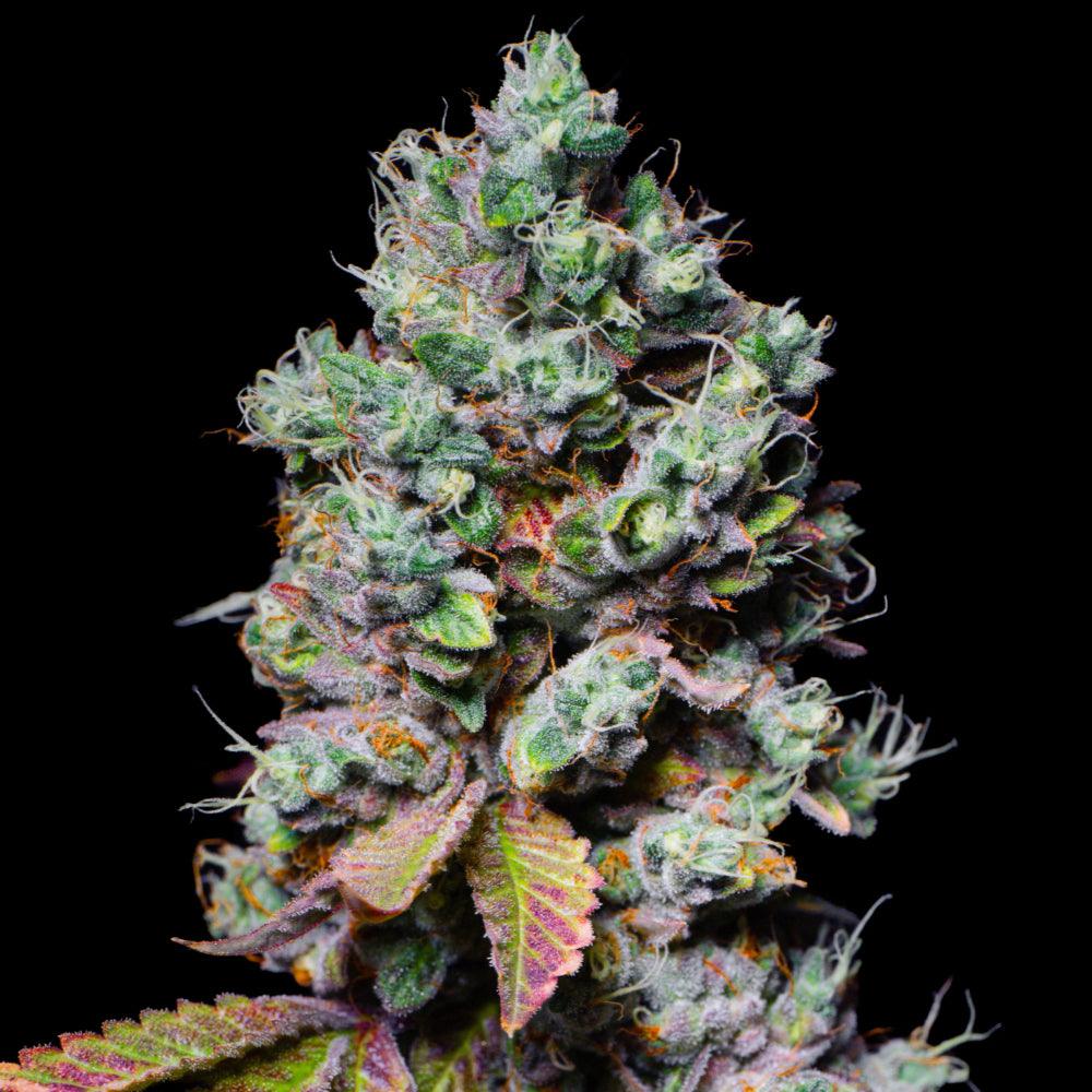 Mochi | Feminisierte Cannabissamen | Exotic Line - Cannabisverein Recklinghausen e.V.