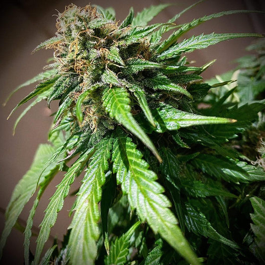 Cream Mandarine | Autoflower Cannabissamen - Cannabisverein Recklinghausen e.V.