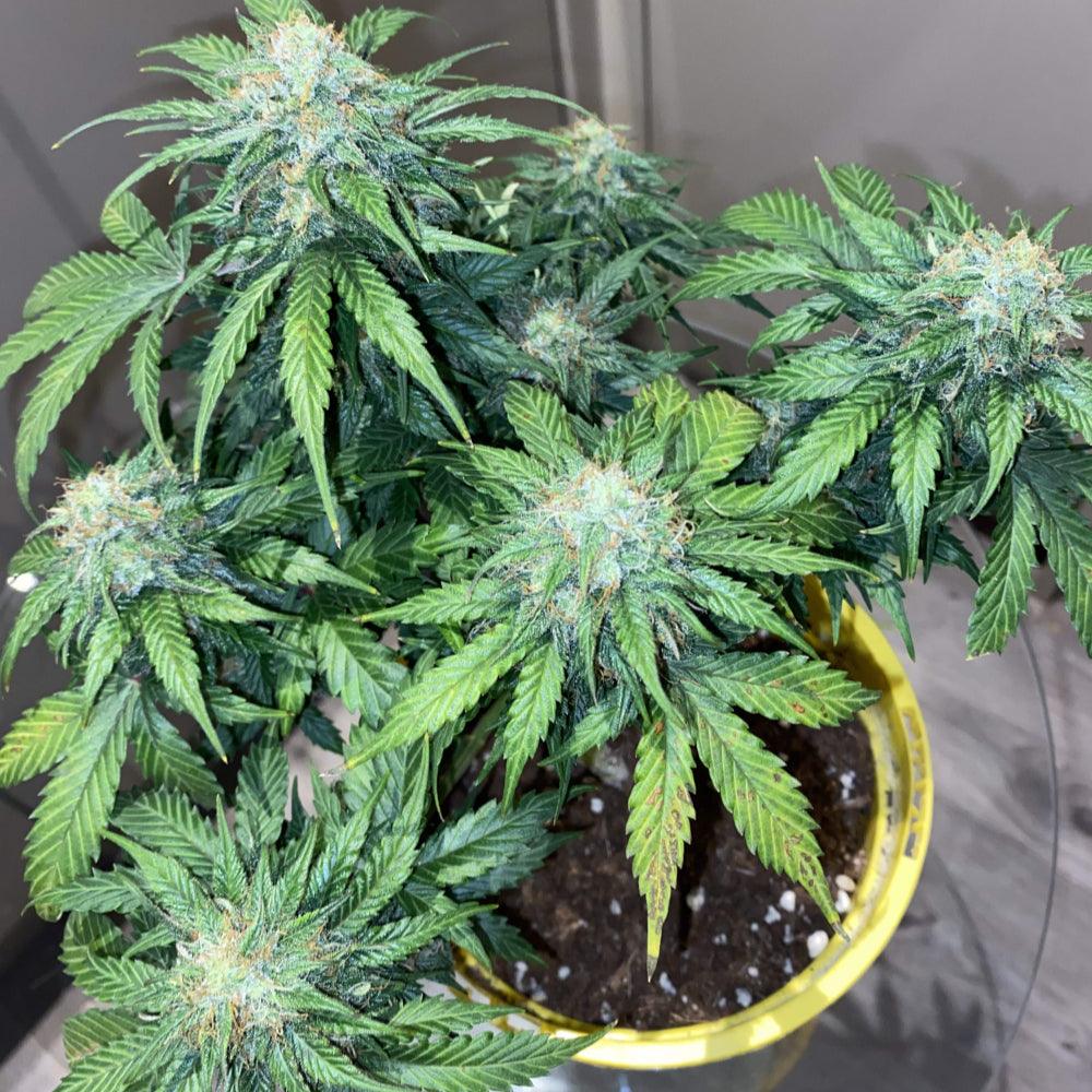 Cream Mandarine | Autoflower Cannabissamen - Cannabisverein Recklinghausen e.V.