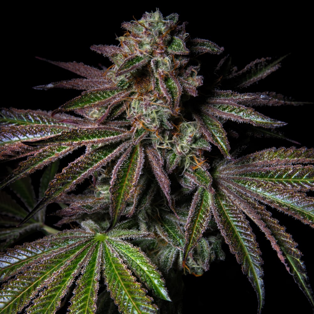 Pure Glitter | Feminisierte Cannabissamen - Cannabisverein Recklinghausen e.V.