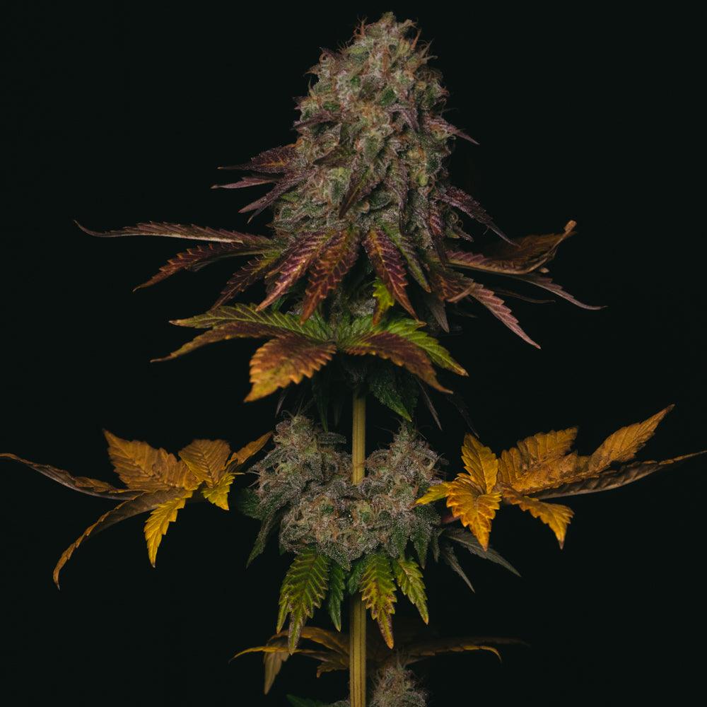 Peanut Butter Cookies | Feminisierte Cannabissamen - Cannabisverein Recklinghausen e.V.