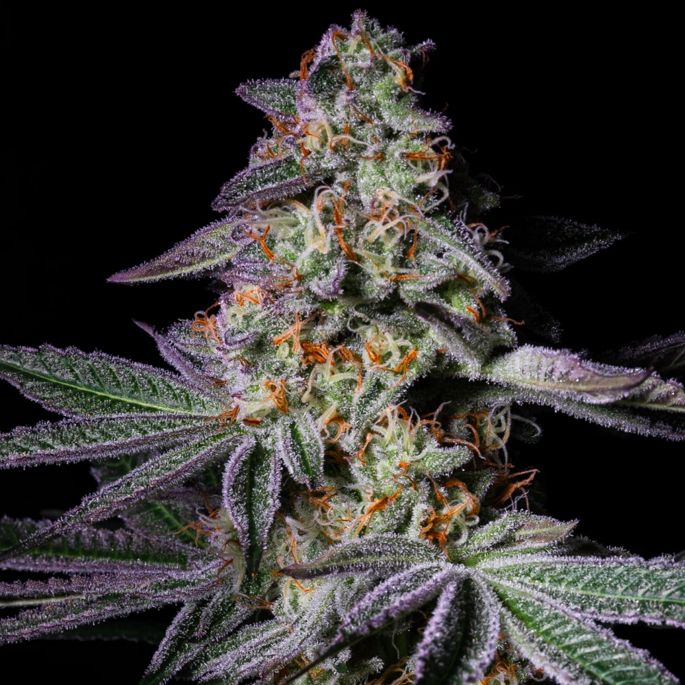 Pure Glitter | Feminisierte Cannabissamen - Cannabisverein Recklinghausen e.V.