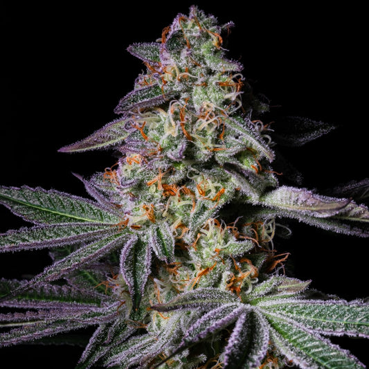 Pure Glitter | Feminisierte Cannabissamen - Cannabisverein Recklinghausen e.V.