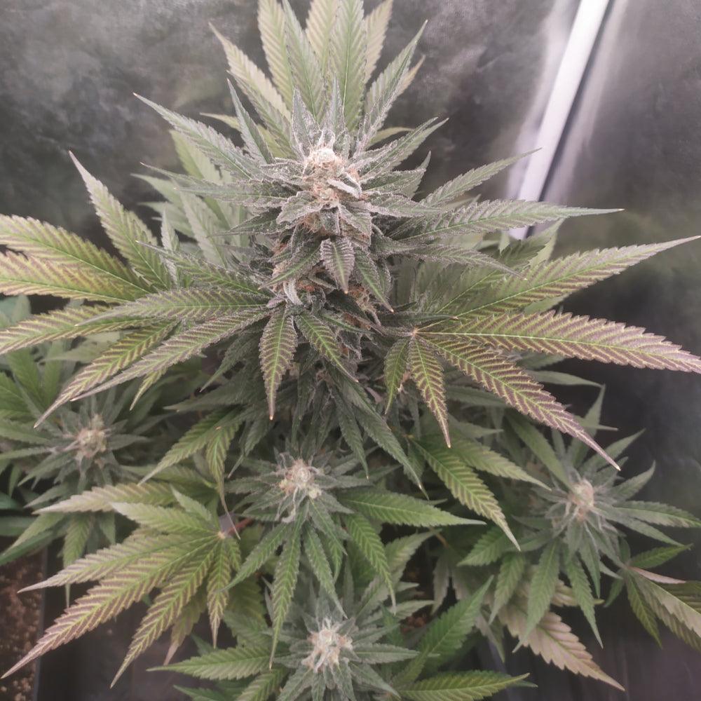 Smoothie | Feminisierte Cannabissamen - Cannabisverein Recklinghausen e.V.