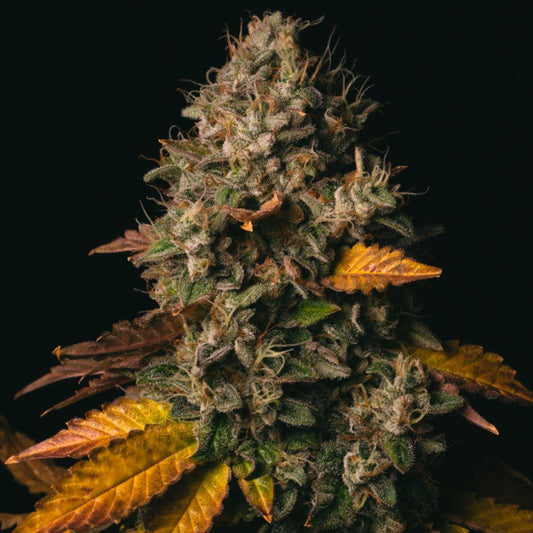 Spooky OG | Feminisierte Cannabissamen - Cannabisverein Recklinghausen e.V.