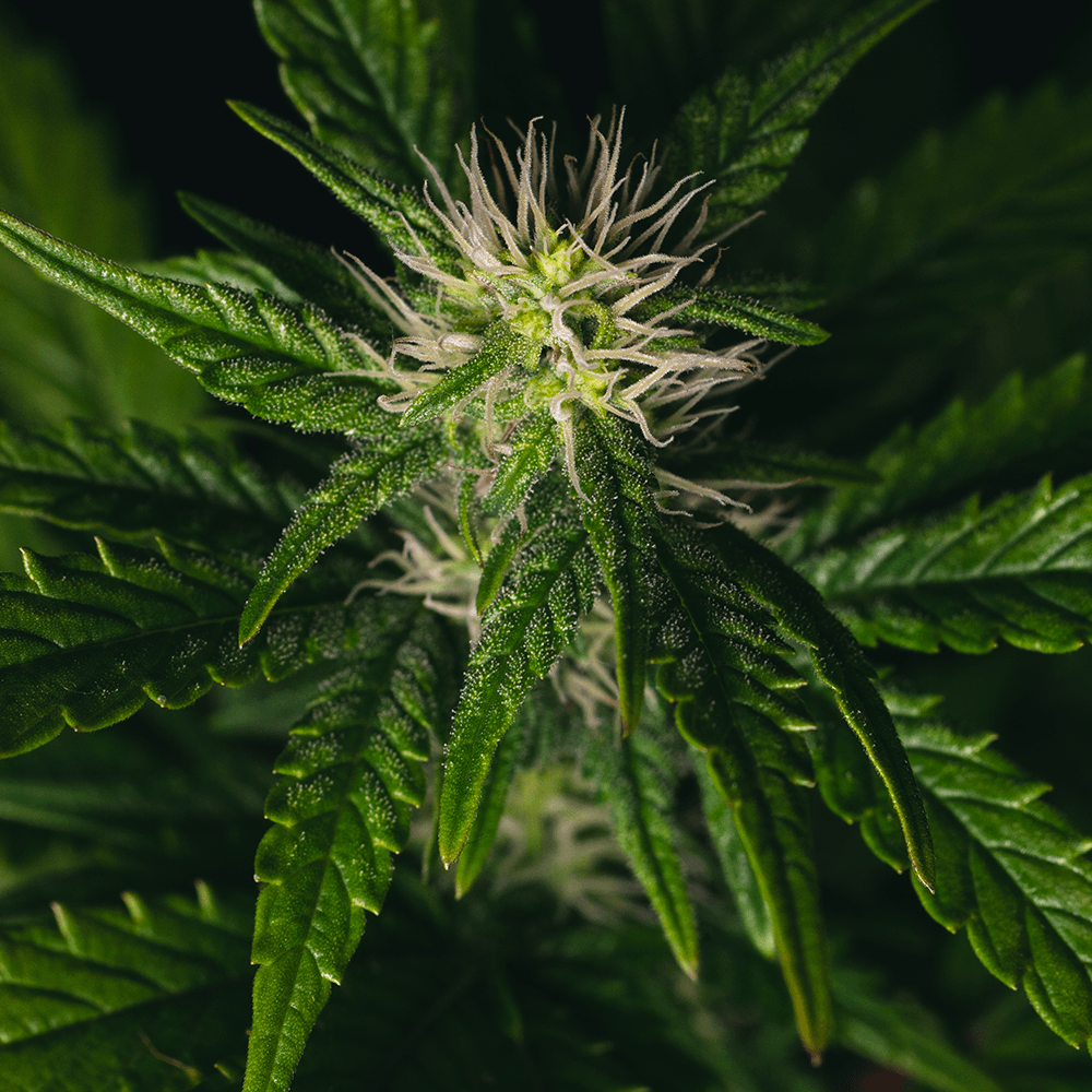 Sticky Gorilla #4 | Feminisierte Cannabissamen - Cannabisverein Recklinghausen e.V.