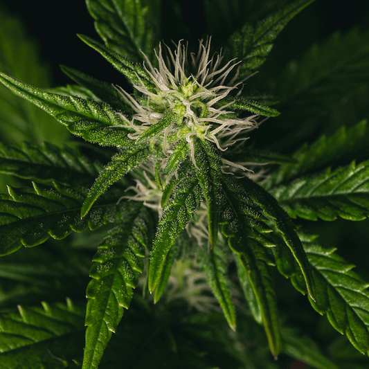 Sticky Gorilla #4 | Feminisierte Cannabissamen - Cannabisverein Recklinghausen e.V.