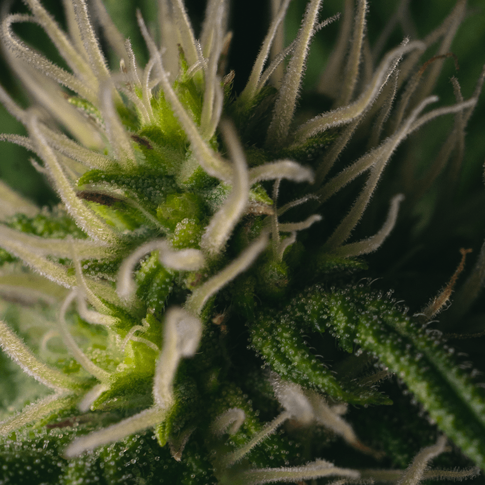Sticky Gorilla #4 | Feminisierte Cannabissamen - Cannabisverein Recklinghausen e.V.