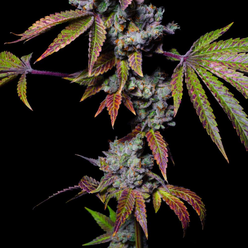 Mochi | Feminisierte Cannabissamen | Exotic Line - Cannabisverein Recklinghausen e.V.
