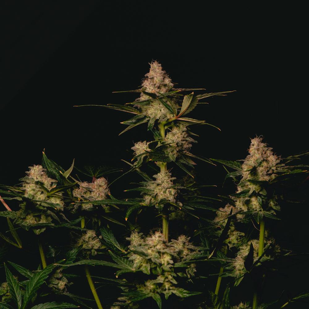 Garlic Cookies | Feminisierte Cannabissamen - Cannabisverein Recklinghausen e.V.