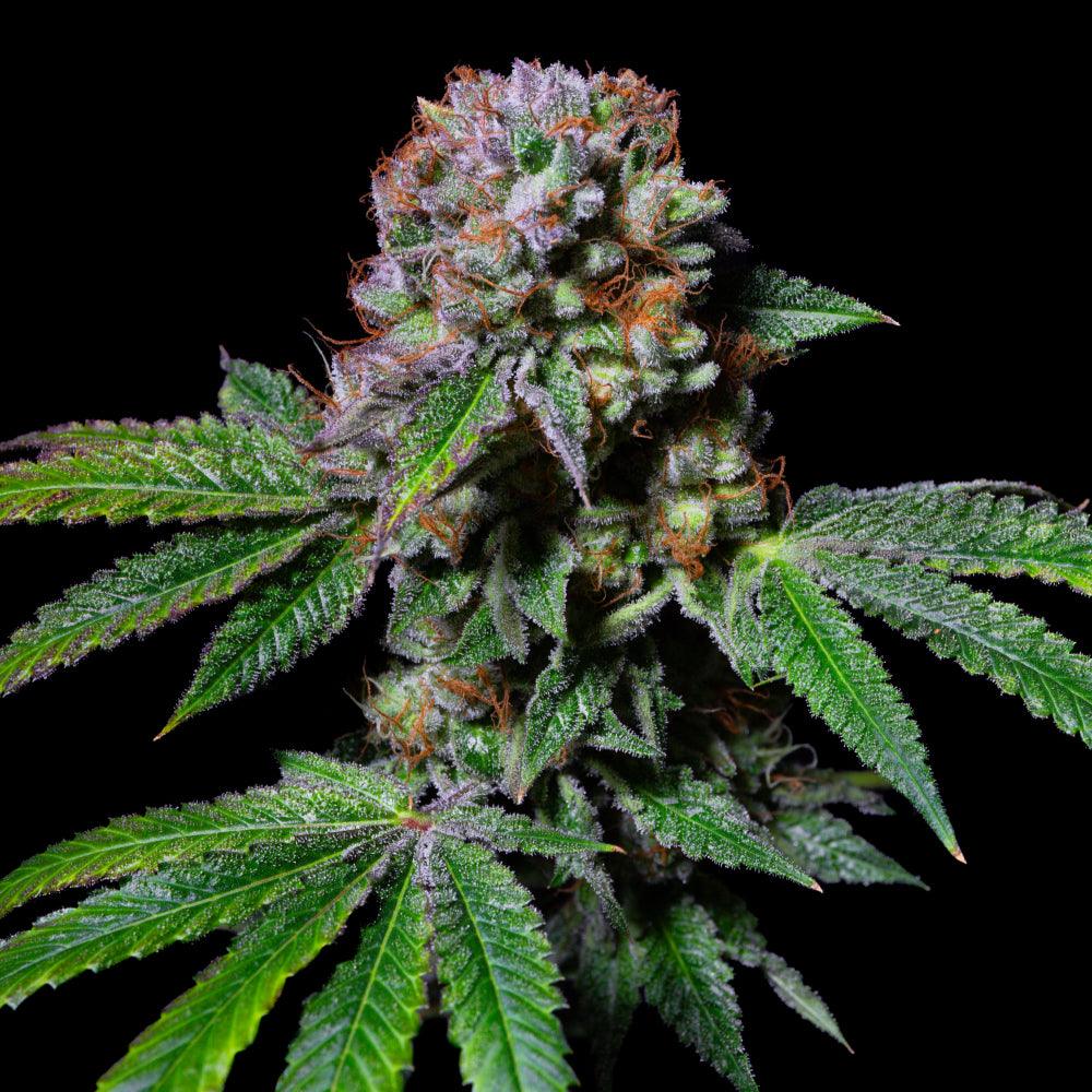 Aca-Dos Delight | Feminisierte Cannabissamen | Exotic Line - Cannabisverein Recklinghausen e.V.