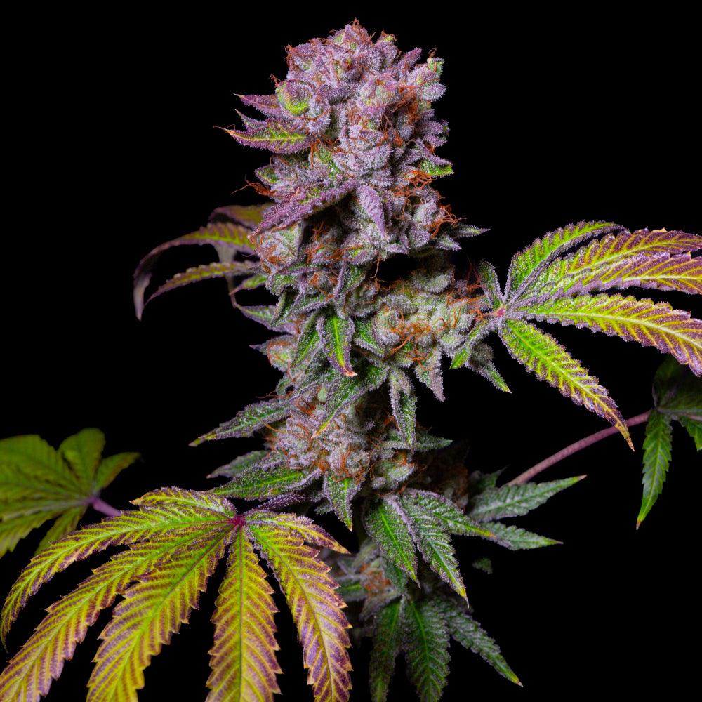 Aca-Dos Delight | Feminisierte Cannabissamen | Exotic Line - Cannabisverein Recklinghausen e.V.