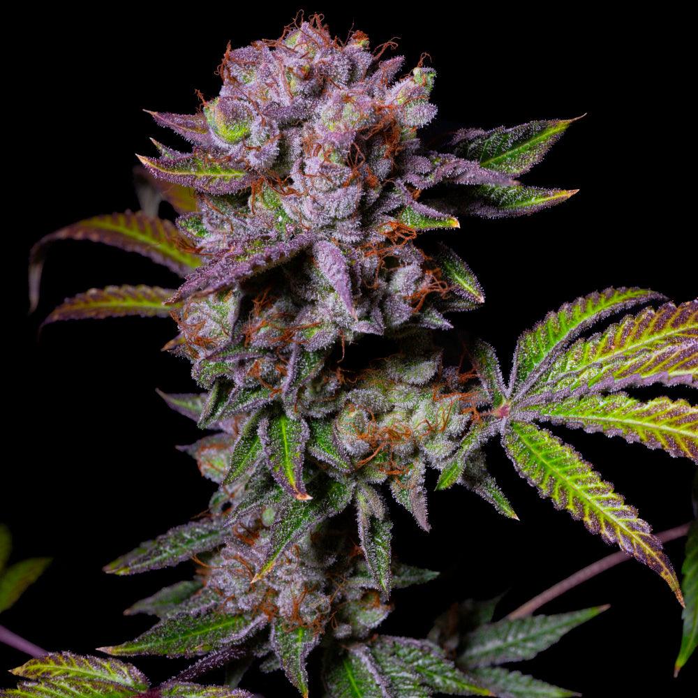 Aca-Dos Delight | Feminisierte Cannabissamen | Exotic Line - Cannabisverein Recklinghausen e.V.