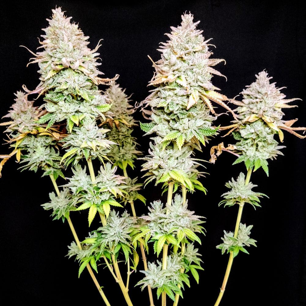 Grateful End OG | Feminisierte Cannabissamen - Cannabisverein Recklinghausen e.V.