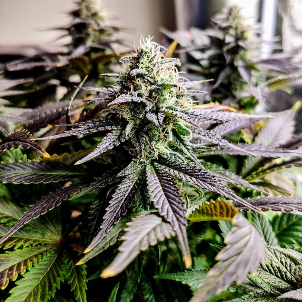 Mimosa | Feminisierte Cannabissamen - Cannabisverein Recklinghausen e.V.