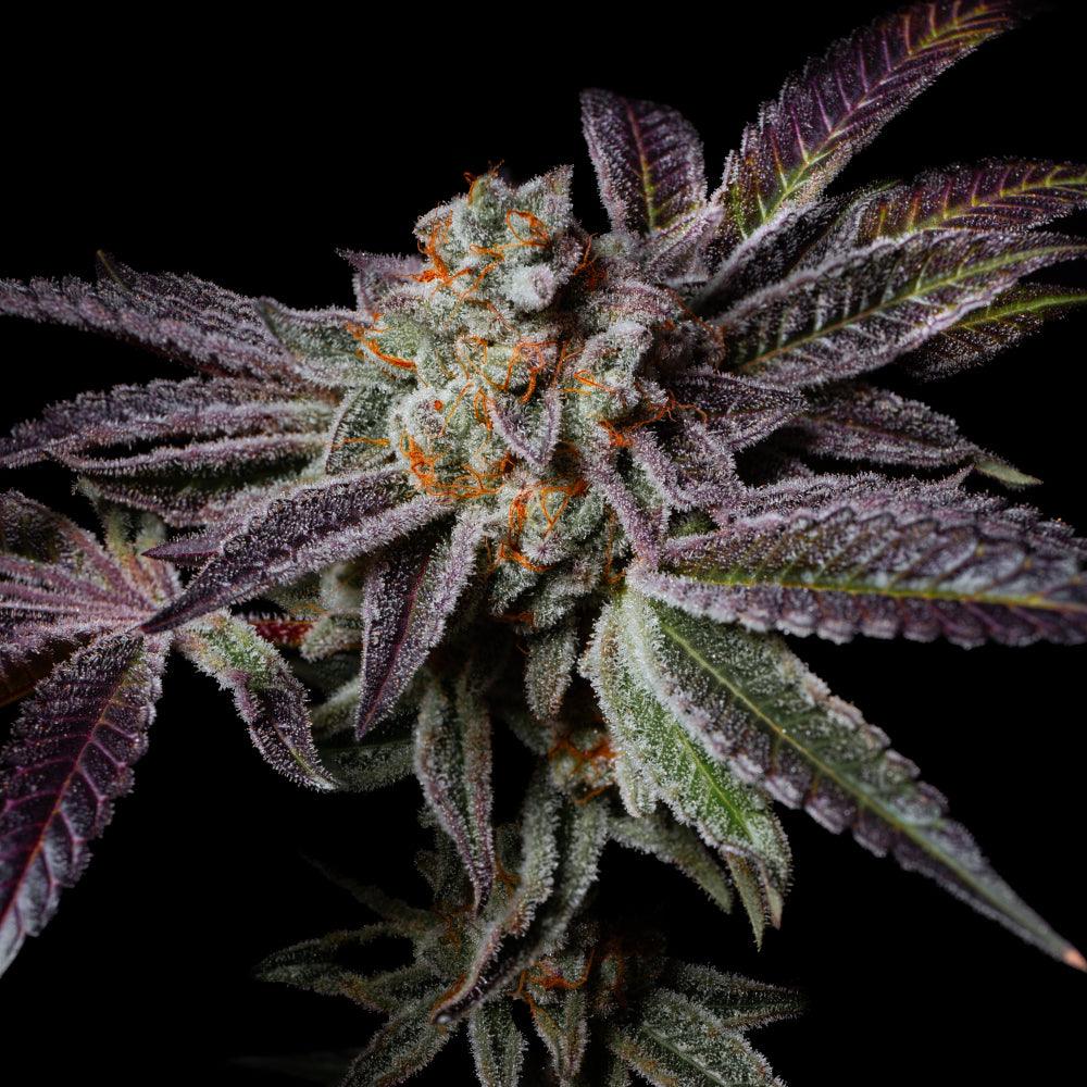 Insanity OG | Feminisierte Cannabissamen | Exotic Line - Cannabisverein Recklinghausen e.V.