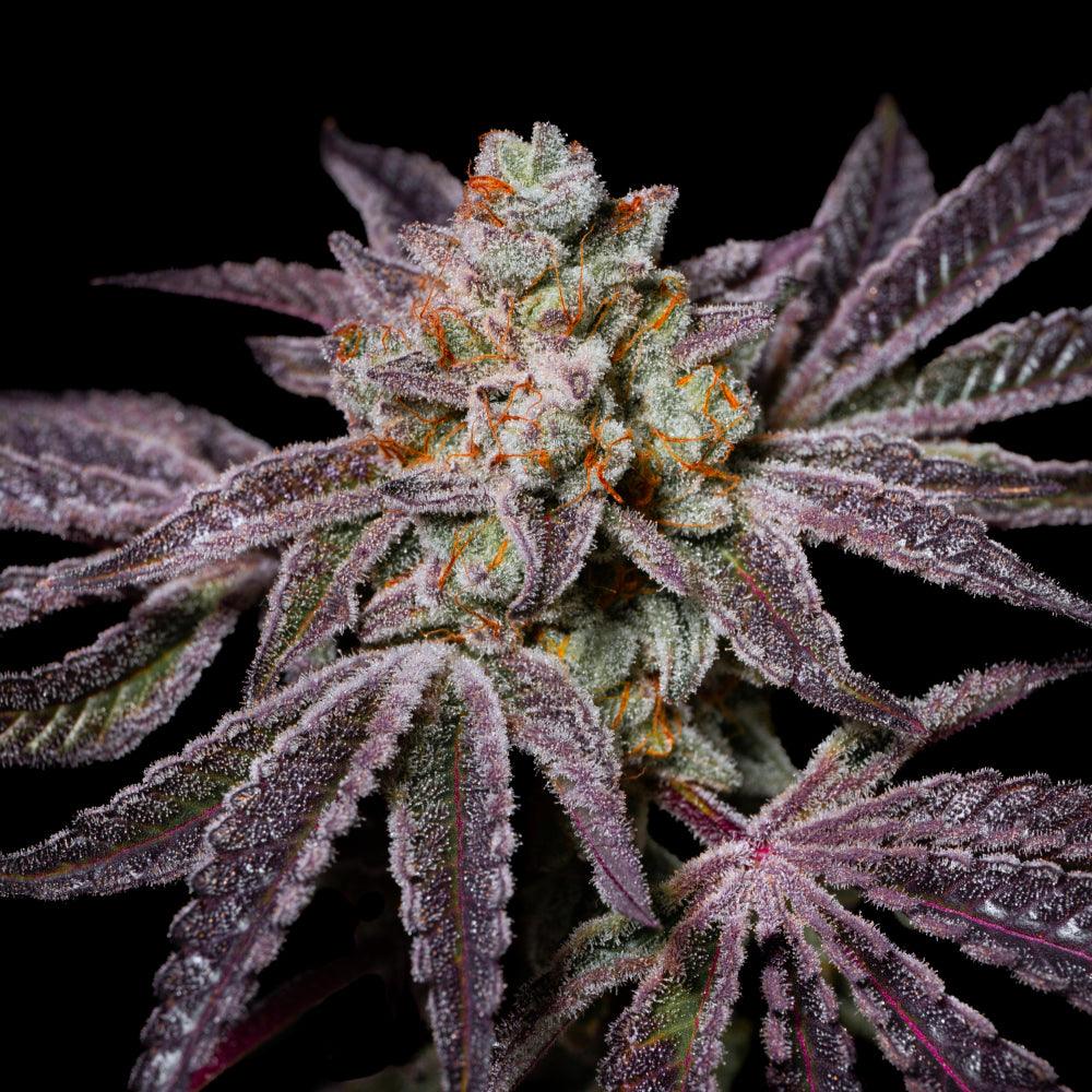 Insanity OG | Feminisierte Cannabissamen | Exotic Line - Cannabisverein Recklinghausen e.V.