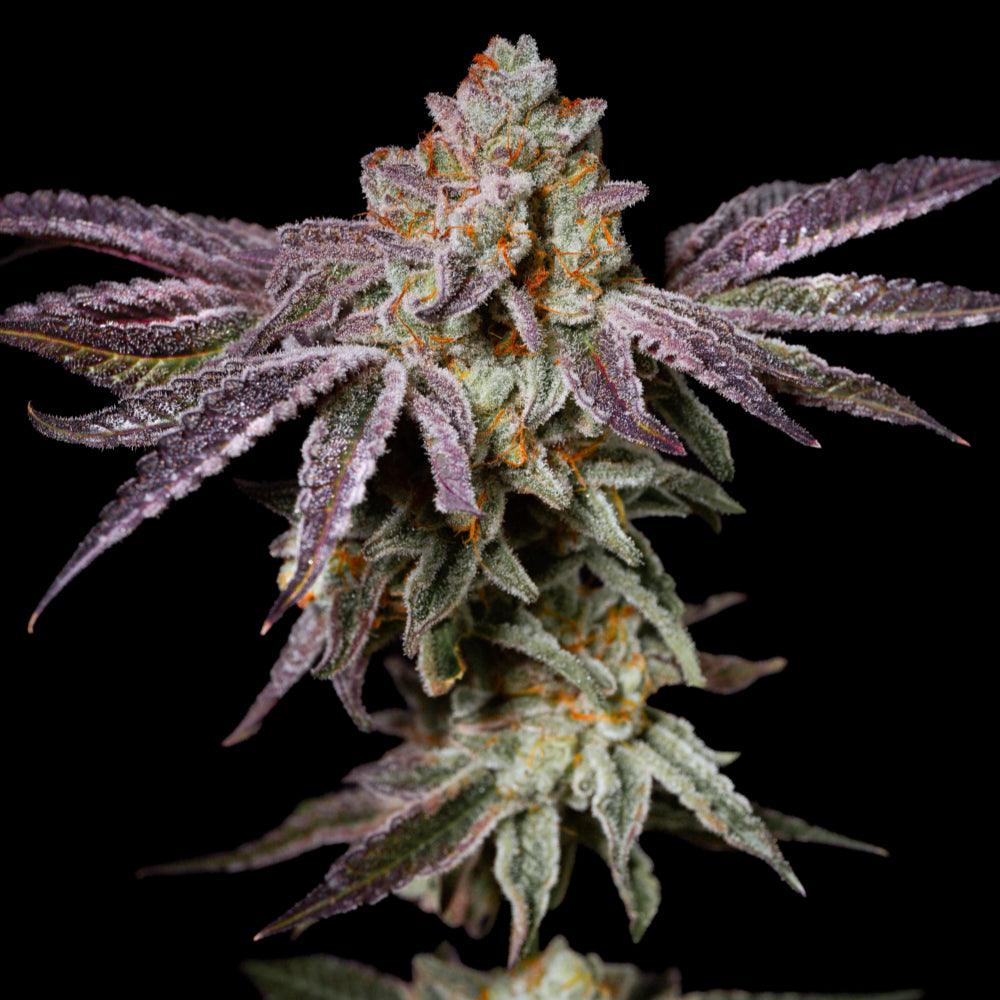 Insanity OG | Feminisierte Cannabissamen | Exotic Line - Cannabisverein Recklinghausen e.V.