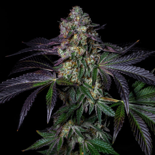 Kushmallow | Feminisierte Cannabissamen - Cannabisverein Recklinghausen e.V.