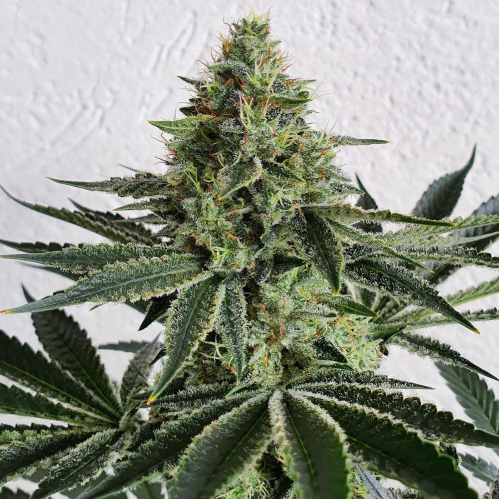 Lemon Storm | Feminisierte Cannabissamen - Cannabisverein Recklinghausen e.V.