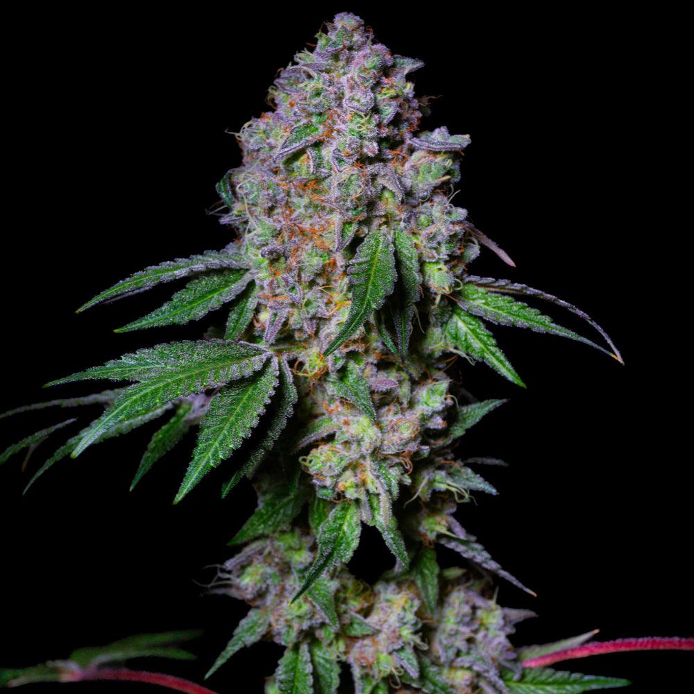 La Macedonia | Feminisierte Cannabissamen | Exotic Line - Cannabisverein Recklinghausen e.V.