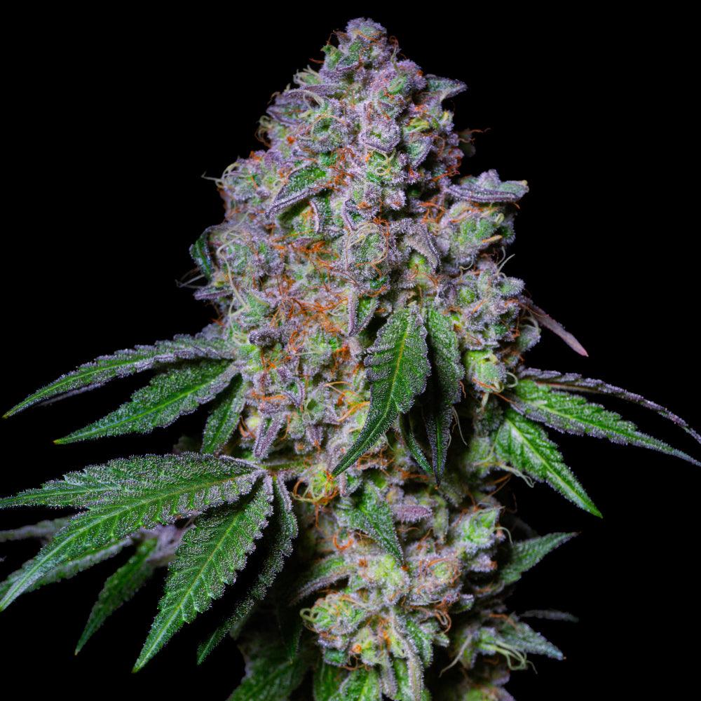 La Macedonia | Feminisierte Cannabissamen | Exotic Line - Cannabisverein Recklinghausen e.V.