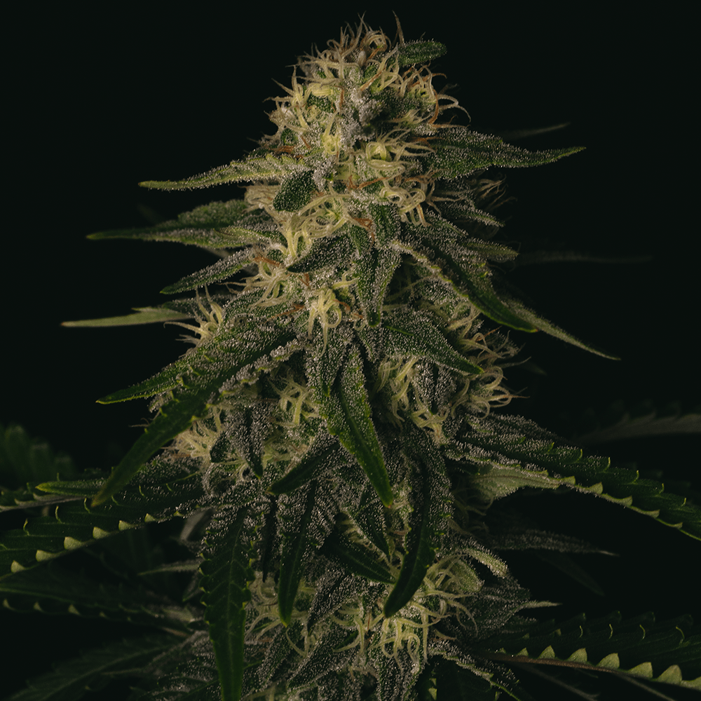 Melon Gum | Feminisierte Cannabissamen - Cannabisverein Recklinghausen e.V.