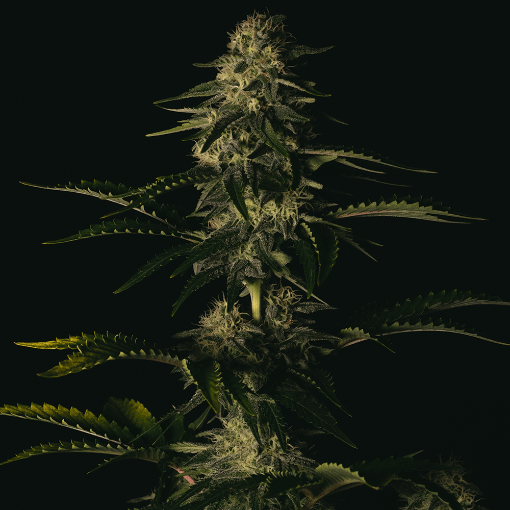 Melon Gum | Feminisierte Cannabissamen - Cannabisverein Recklinghausen e.V.