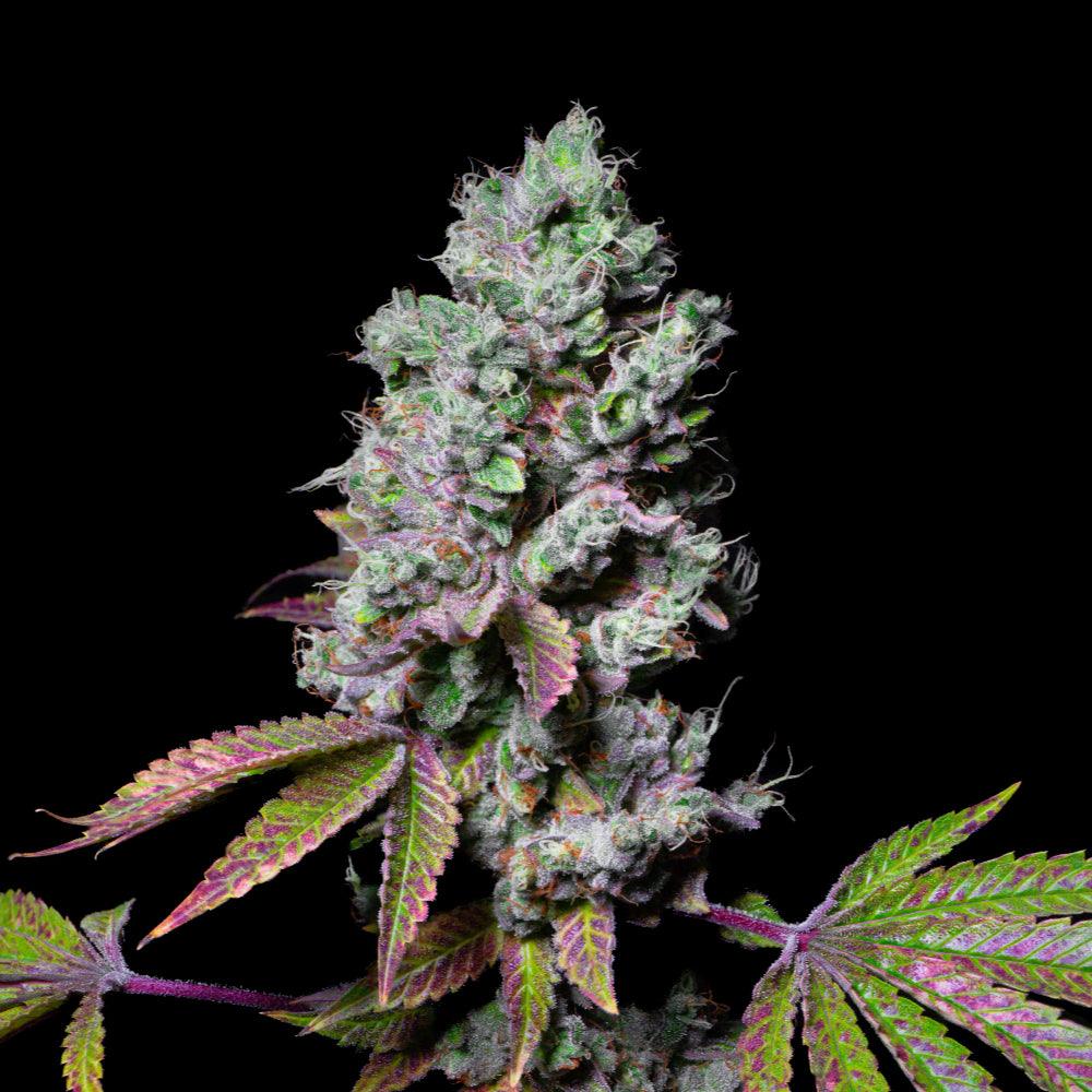 Mochi | Feminisierte Cannabissamen | Exotic Line - Cannabisverein Recklinghausen e.V.