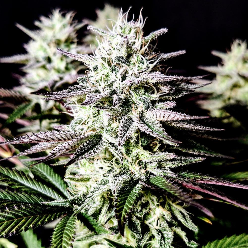 Mimosa | Feminisierte Cannabissamen - Cannabisverein Recklinghausen e.V.