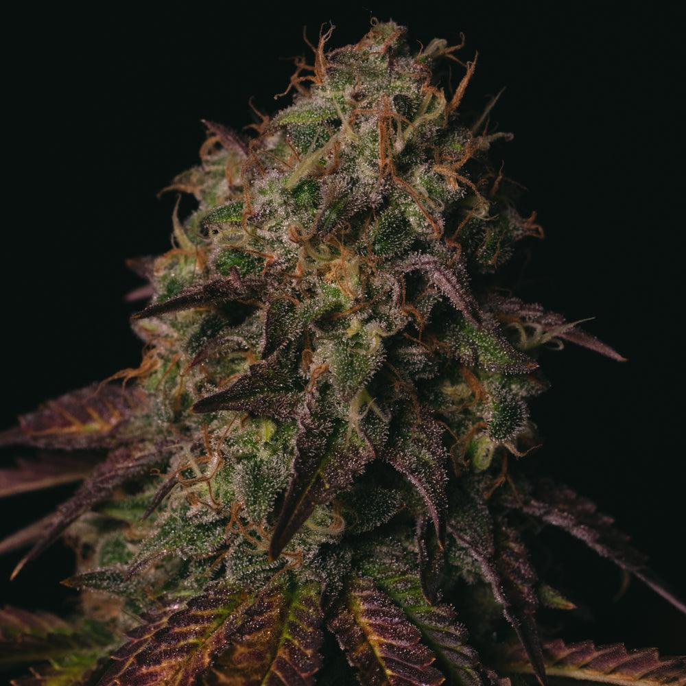 Peanut Butter Cookies | Feminisierte Cannabissamen - Cannabisverein Recklinghausen e.V.