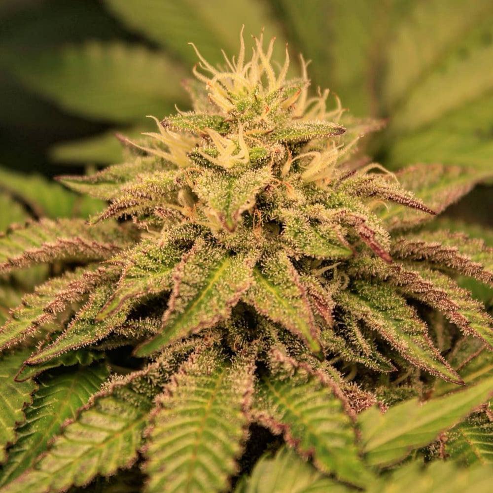Smoothie | Feminisierte Cannabissamen - Cannabisverein Recklinghausen e.V.
